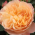 Oranžová - Nostalgická ruža - Natalija™